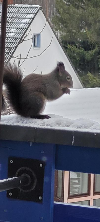 Fewo Harz Haennig 1 Wieda Bagian luar foto